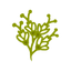 Estoraque
