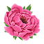 Peonia
