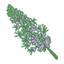 Pachulí