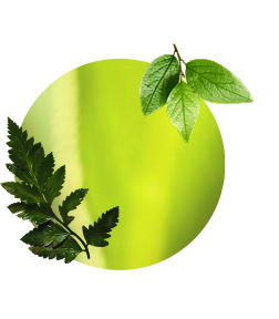 Herbal scent family