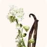 Scent Families